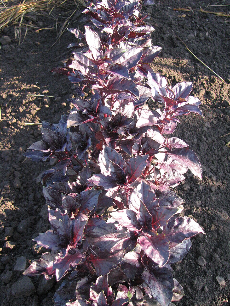 Ocimum basilicum 'Purple Ruffles' (Purple Ruffles Basil) (alternate view 3)