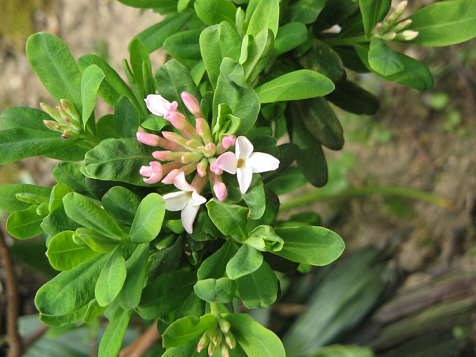Daphne burkwoodii (Burkwood Daphne) (alternate view 2)