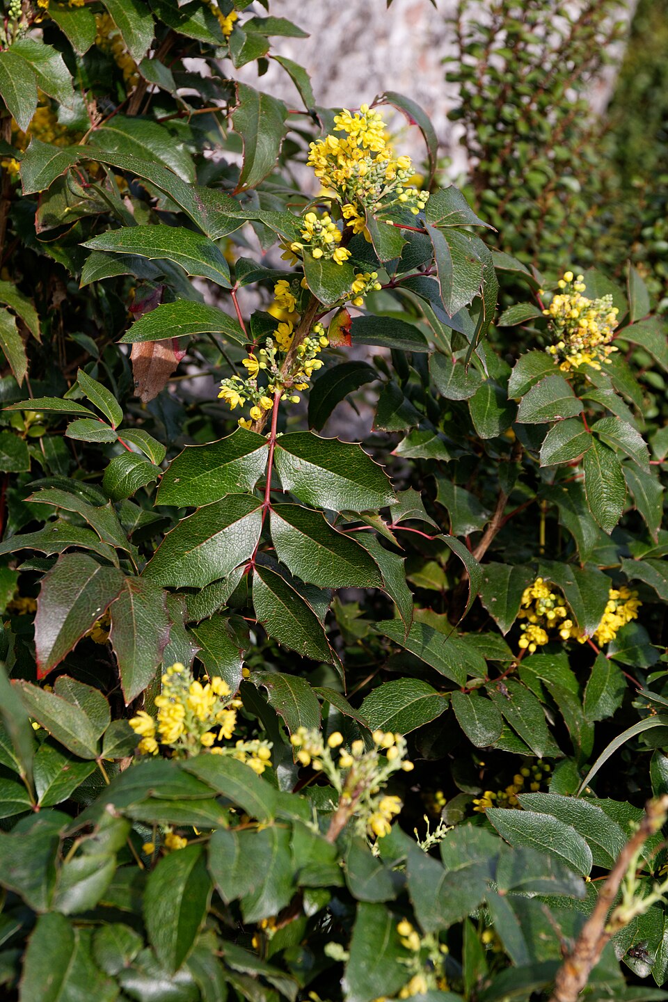 Berberis aquifolium (tall Oregon-grape) (alternate view 9)