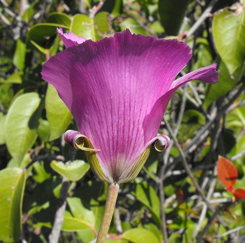 Calochortus splendens (Splendid Mariposa Lily) (alternate view 3)