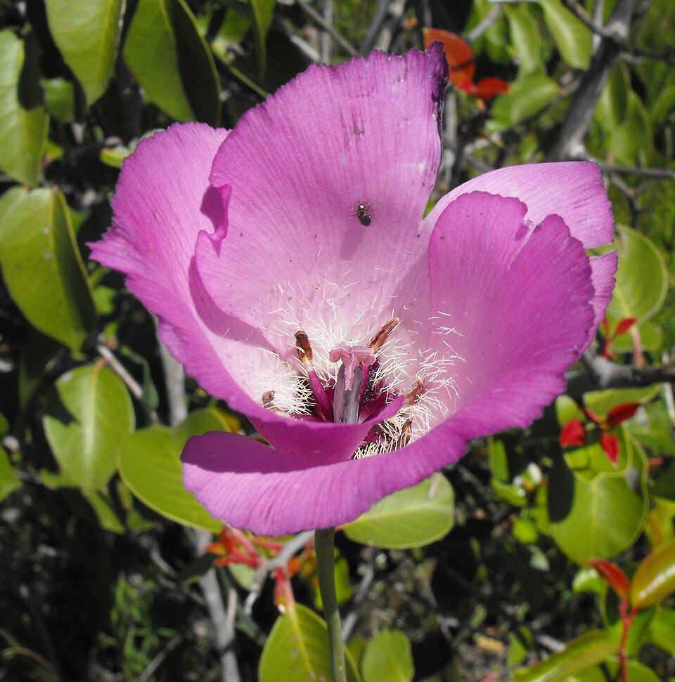 Calochortus splendens (Splendid Mariposa Lily) (alternate view 4)