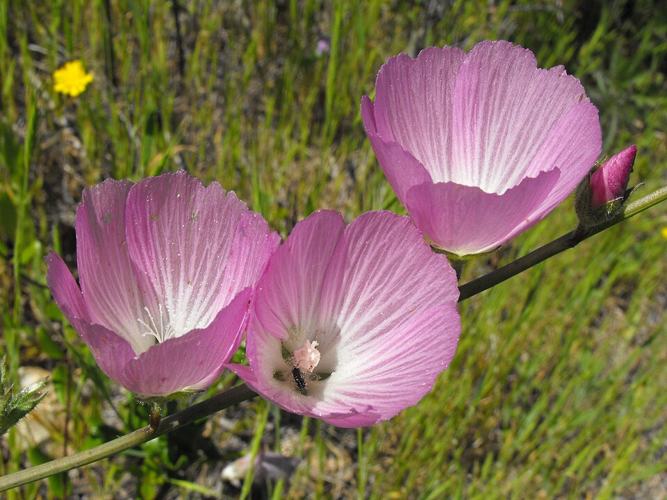 Sidalcea malviflora (Rose Checker-mallow) (alternate view 10)