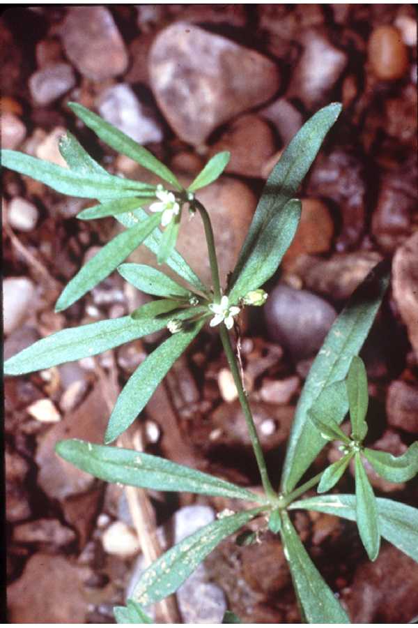 Mollugo verticillata (green carpetweed)