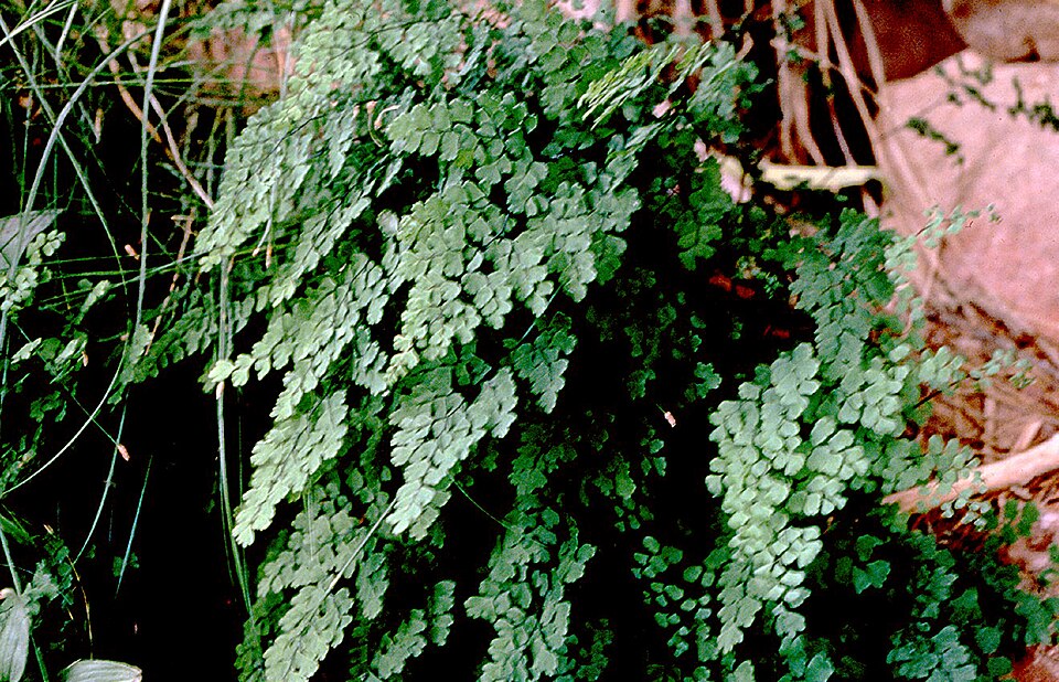 Adiantum capillus-veneris (black maidenhair fern)