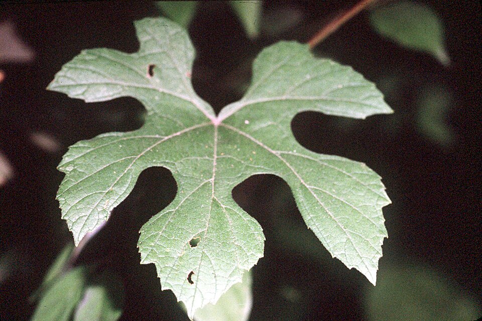 Vitis aestivalis (summer grape) (alternate view 6)