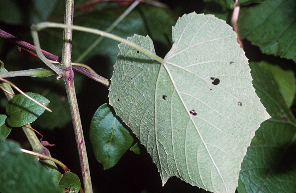 Vitis cinerea (graybark grape)