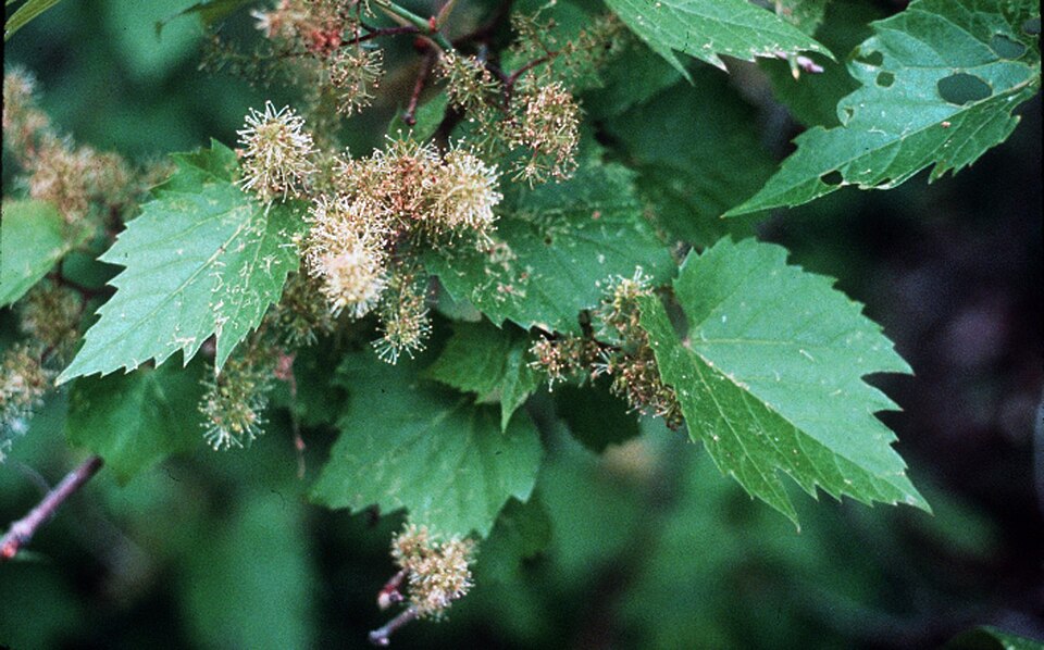 Vitis riparia (riverbank grape)