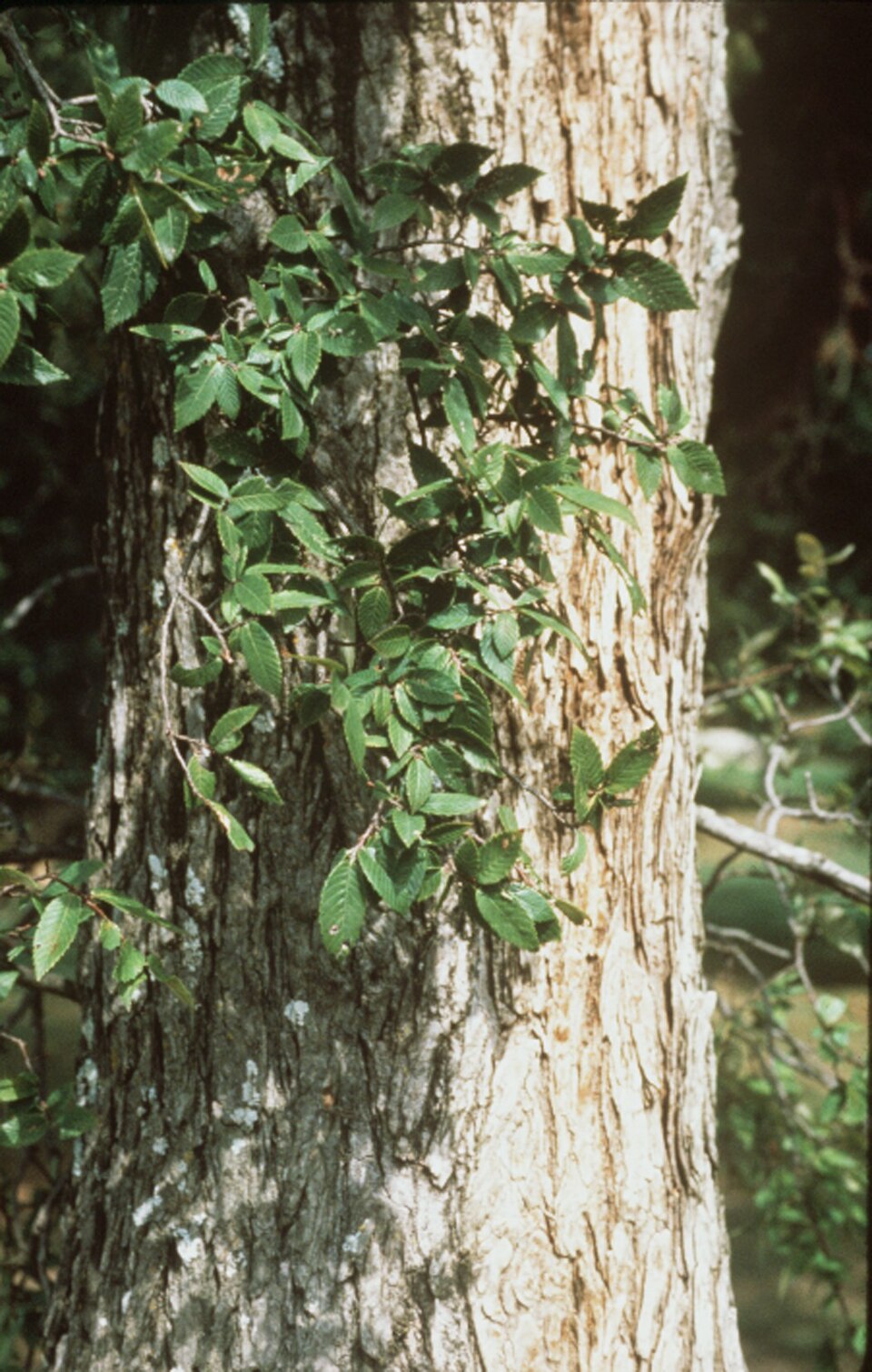 Ulmus crassifolia (Cedar Elm)