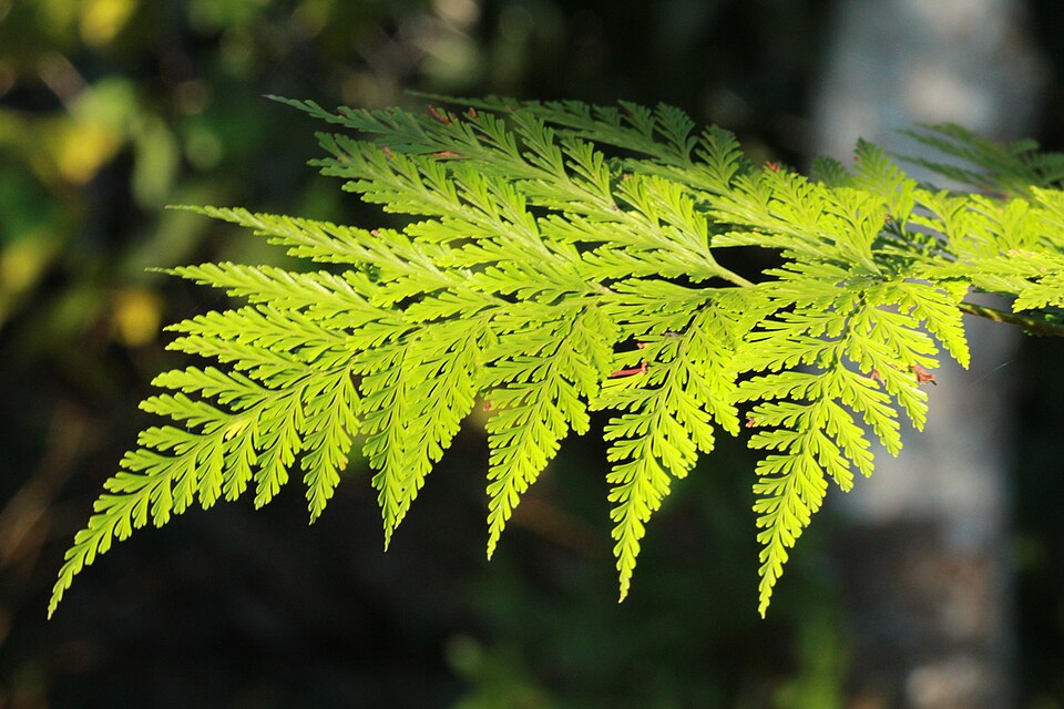 Davallia (rabbit's foot ferns) (alternate view 2)