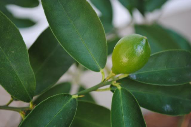 Citrus × floridana (Limequat) (alternate view 2)