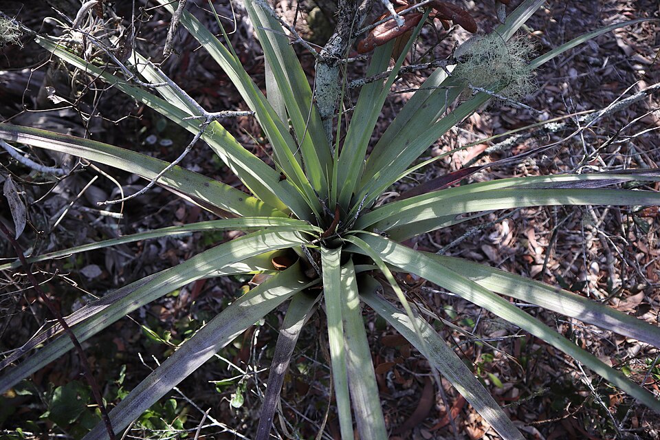 Tillandsia utriculata (giant airplant) (alternate view 10)