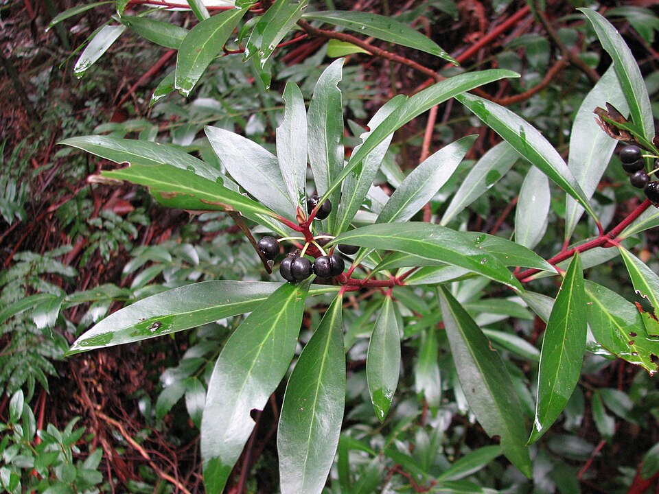 Tasmannia lanceolata (Mountain Pepper) (alternate view 7)