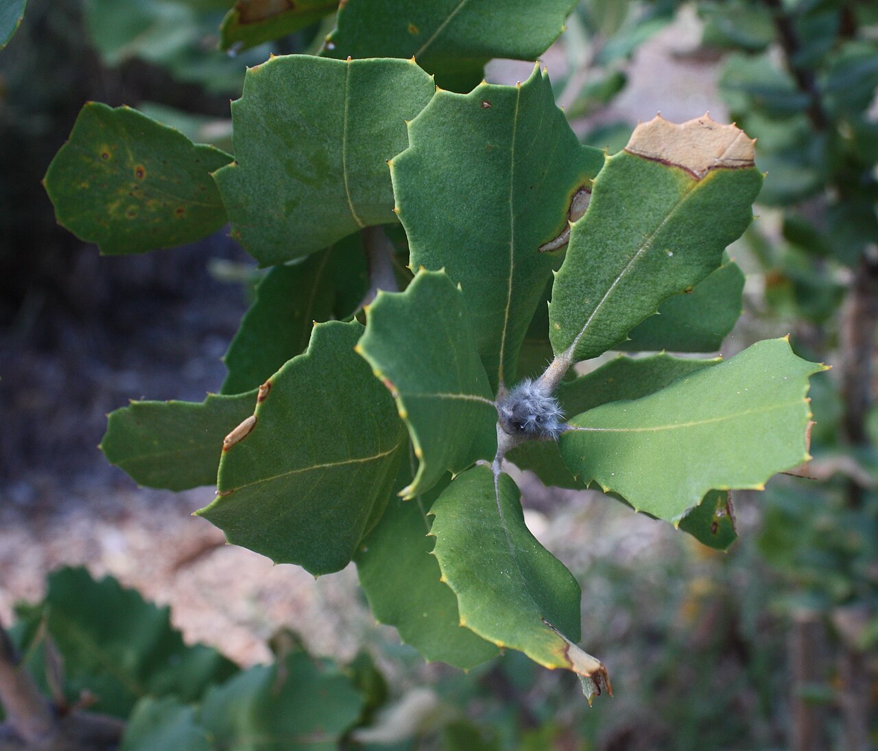 Banksia spp., banksias — evergreen (Proteaceae) (image 10 of 15)