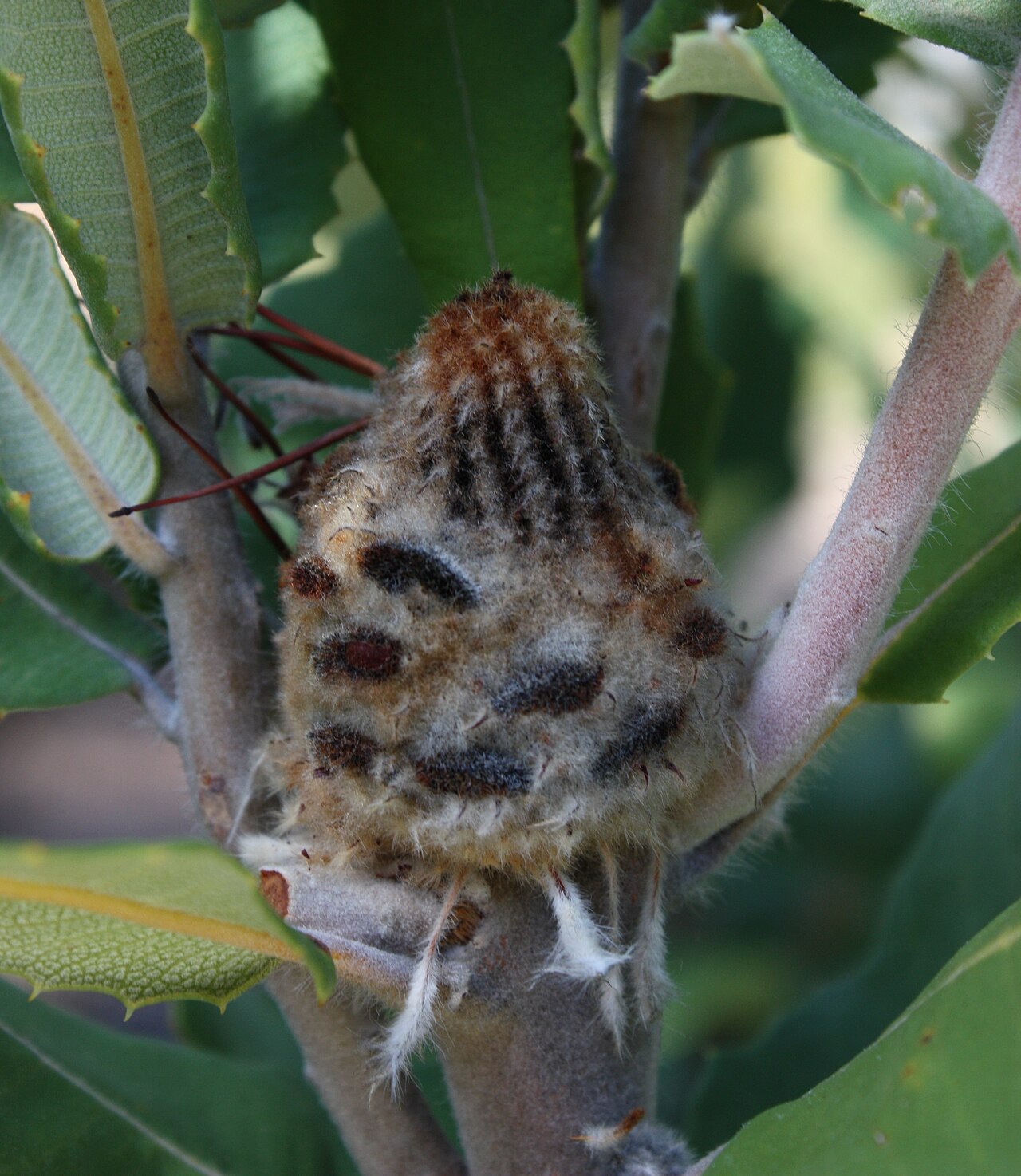 Banksia coccinea, Scarlet banksia — upright evergreen (Proteaceae) (image 2 of 10)