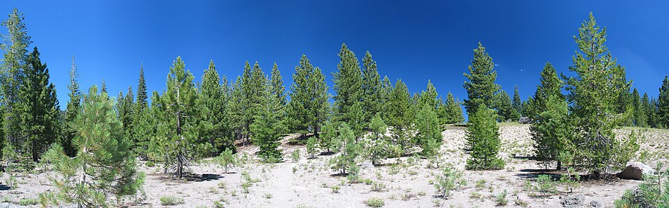 Abies magnifica (California Red Fir) (alternate view 8)