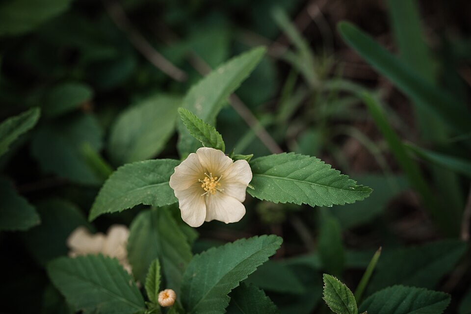 Sida ulmifolia (Common Fanpetals) (alternate view 2)