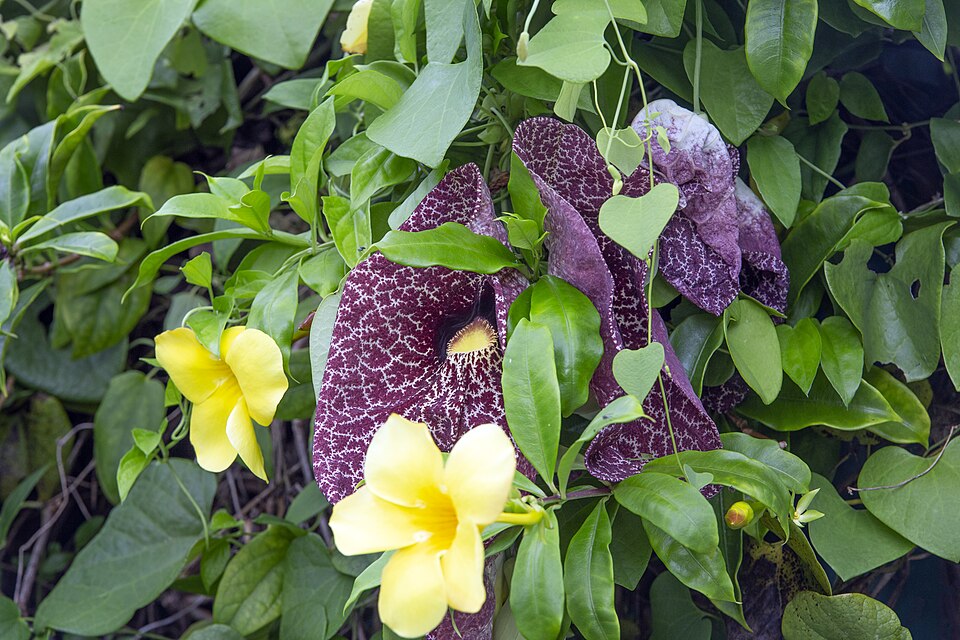 Allamanda (alternate view 8)