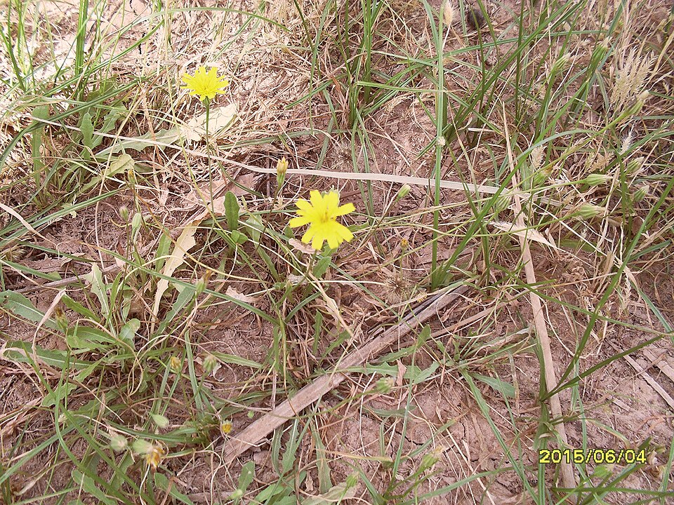 Hypochaeris (Cat's-Ears) (alternate view 8)