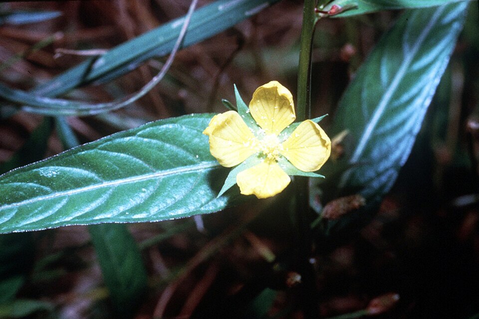 Ludwigia alternifolia (Seedbox) (alternate view 5)