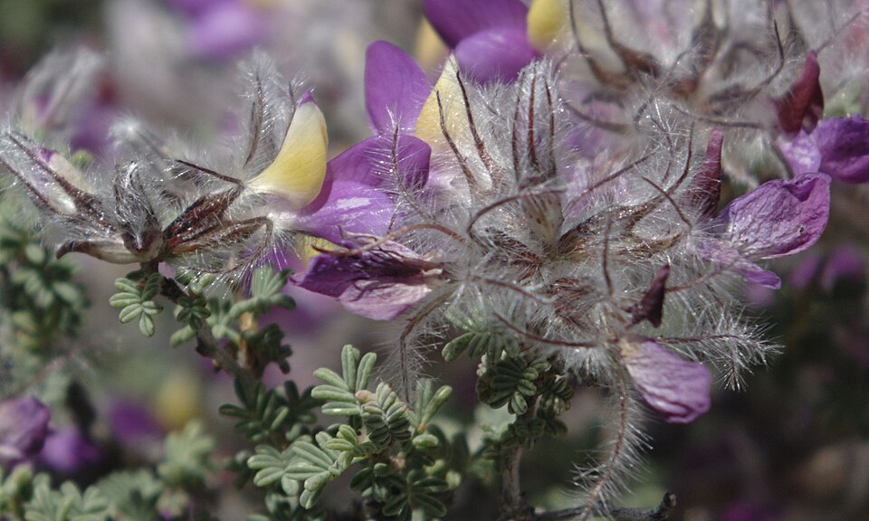 Dalea formosa (feather dalea) (alternate view 6)
