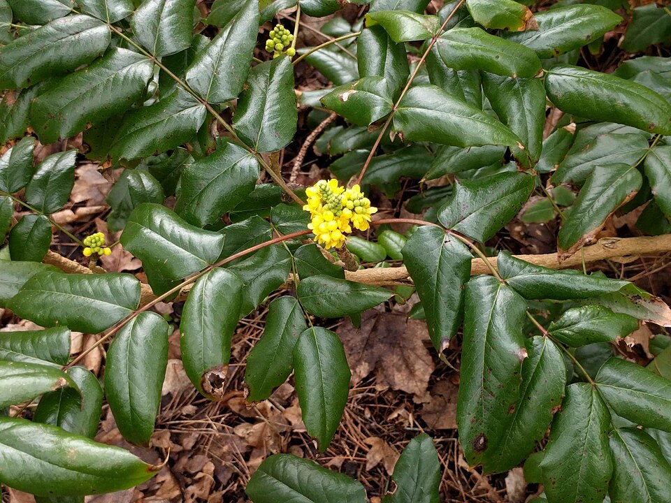 Berberis aquifolium (tall Oregon-grape) (alternate view 10)