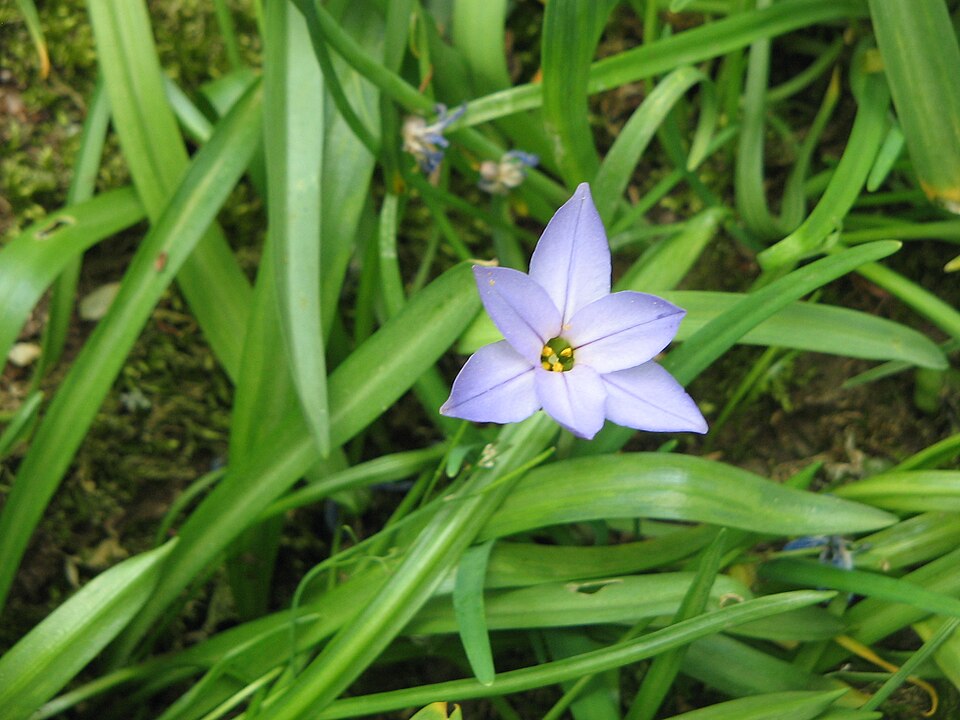 Ipheion uniflorum 'Wisley Blue' (Wisley Blue Spring Starflower)