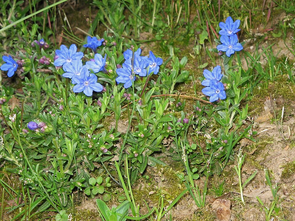 Glandora diffusa (lithodora) (alternate view 11)