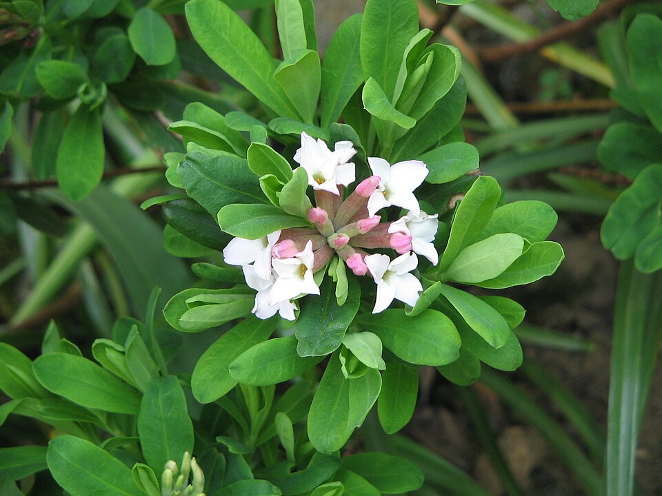 Daphne burkwoodii (Burkwood Daphne) (alternate view 3)