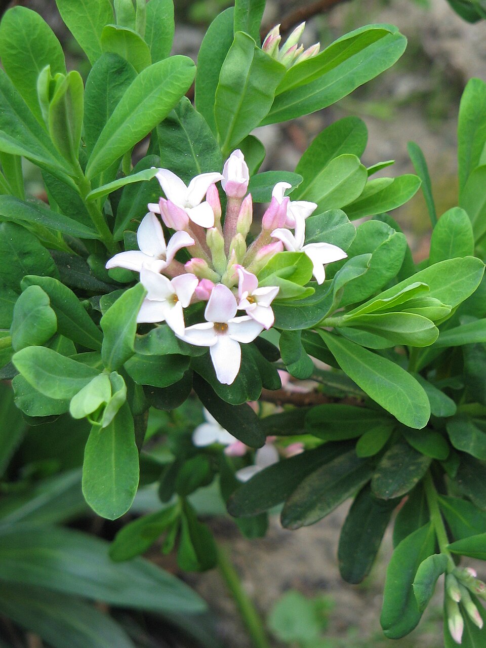Daphne burkwoodii (Burkwood Daphne) (alternate view 4)