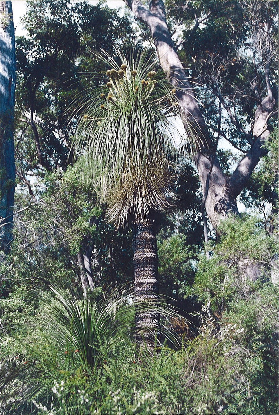 Kingia australis (bullanock) (alternate view 7)