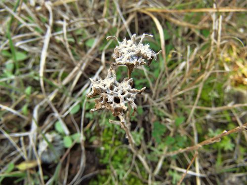 Diaperia prolifera (flathead rabbit tobacco)