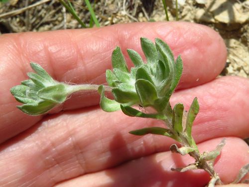 Diaperia prolifera (flathead rabbit tobacco) (alternate view 2)