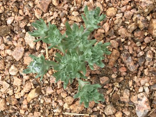 Diaperia prolifera (flathead rabbit tobacco) (alternate view 3)