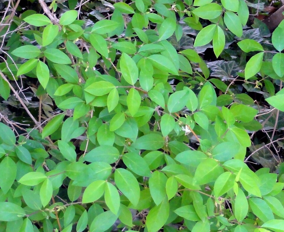 Lonicera fragrantissima (Winter honeysuckle) (alternate view 9)