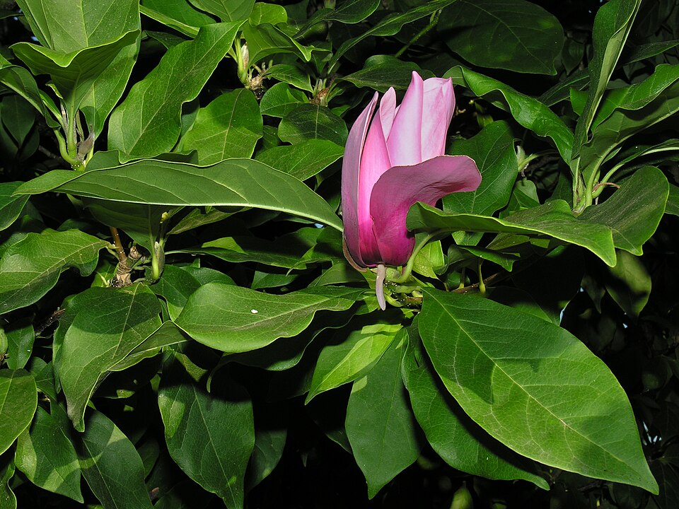 Magnolia liliiflora (Lily Magnolia) (alternate view 6)