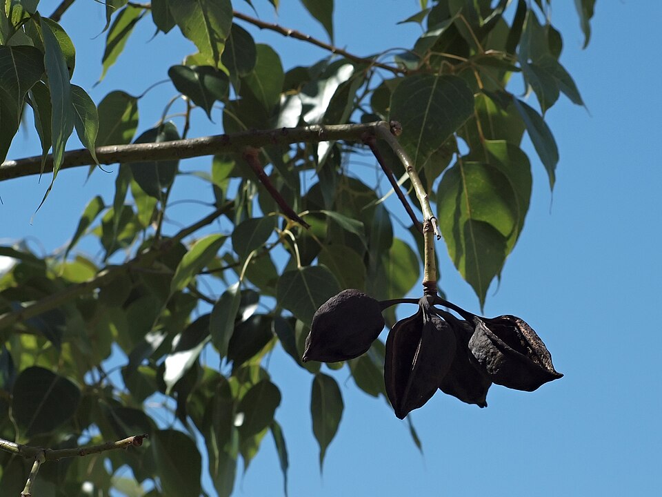 Brachychiton populneus (kurrajong) (alternate view 8)