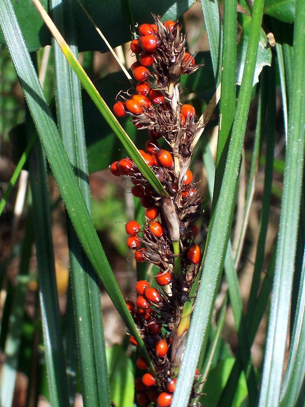 Gahnia aspera (Red-berried Saw-sedge)