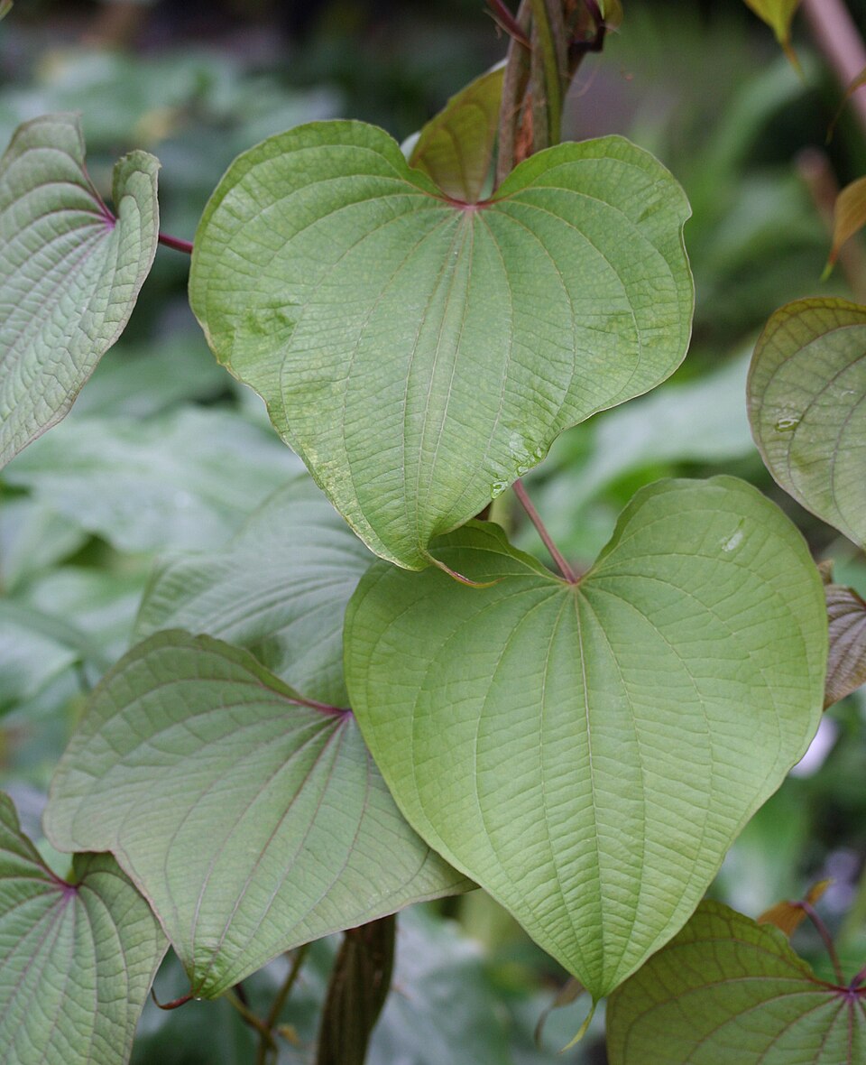 Dioscorea bulbifera (air potato) (alternate view 6)