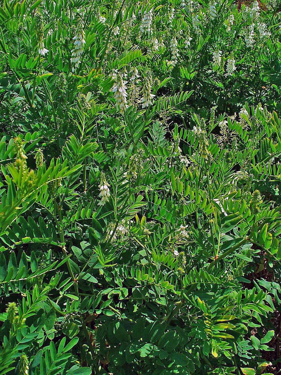 Galega officinalis (common milkpea)