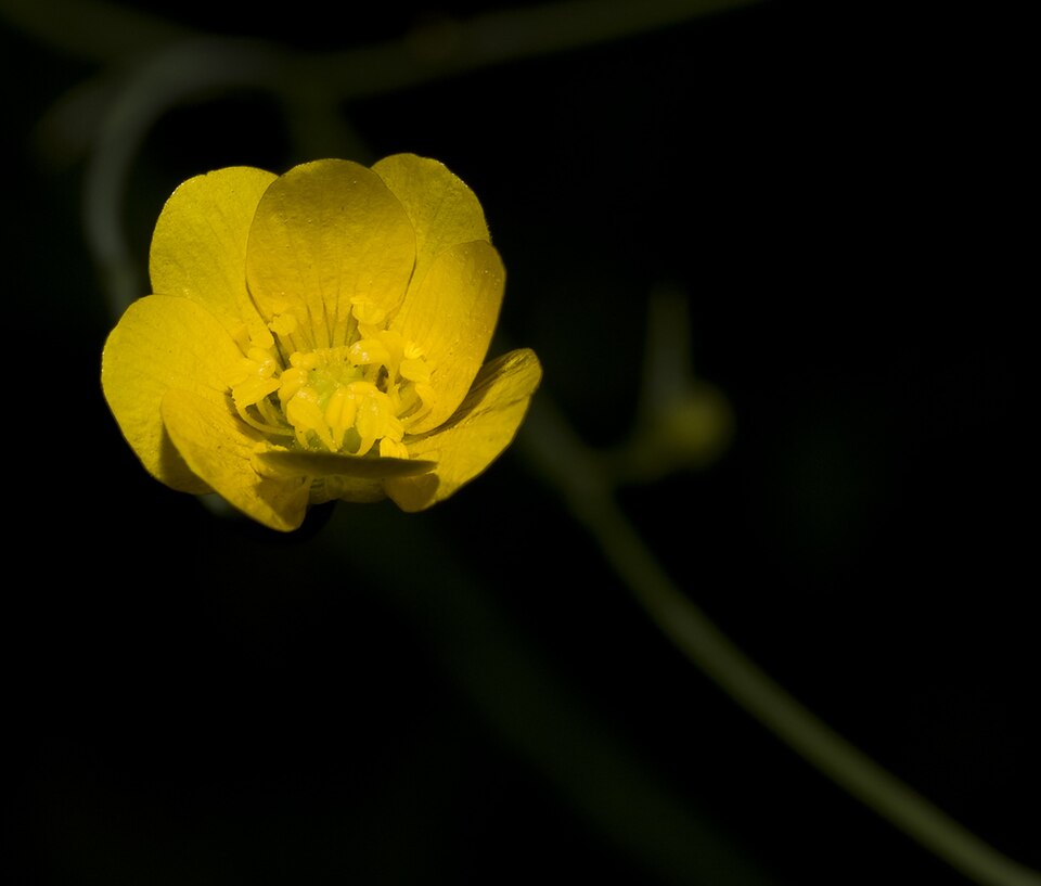 Ranunculus californicus (California buttercup) (alternate view 8)