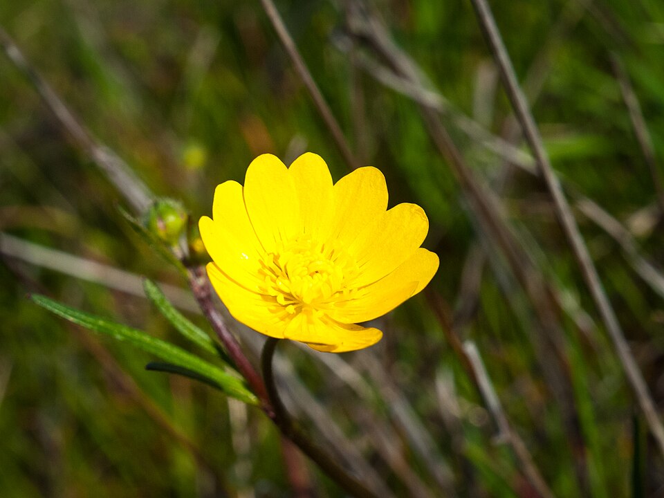 Ranunculus californicus (California buttercup) (alternate view 9)