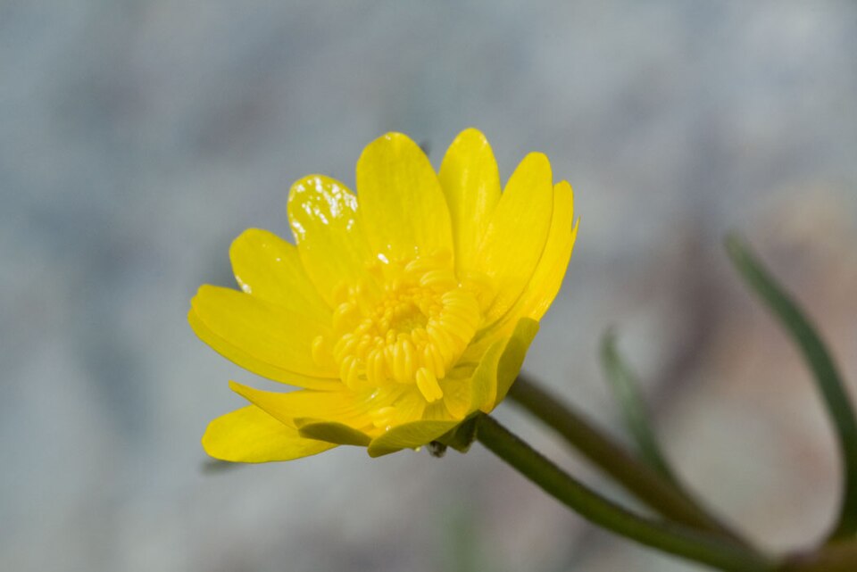 Ranunculus californicus (California buttercup) (alternate view 10)