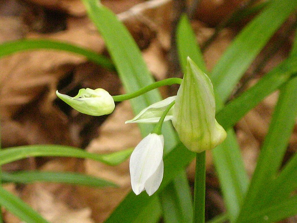 Allium paradoxum (Few-flowered Leek)
