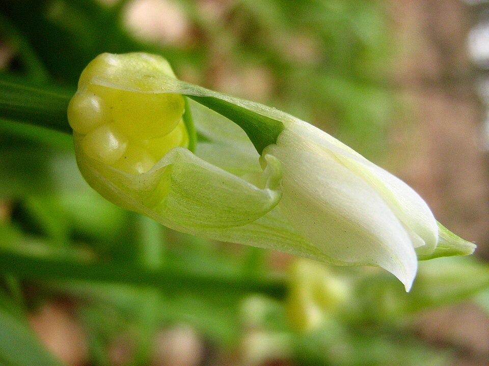 Allium paradoxum (Few-flowered Leek)