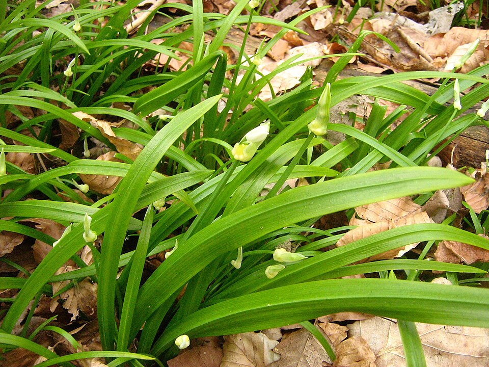 Allium paradoxum (Few-flowered Leek)