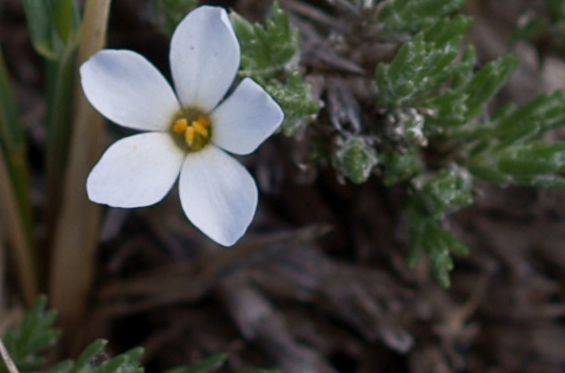 Phlox hoodii (spiny phlox) (alternate view 6)