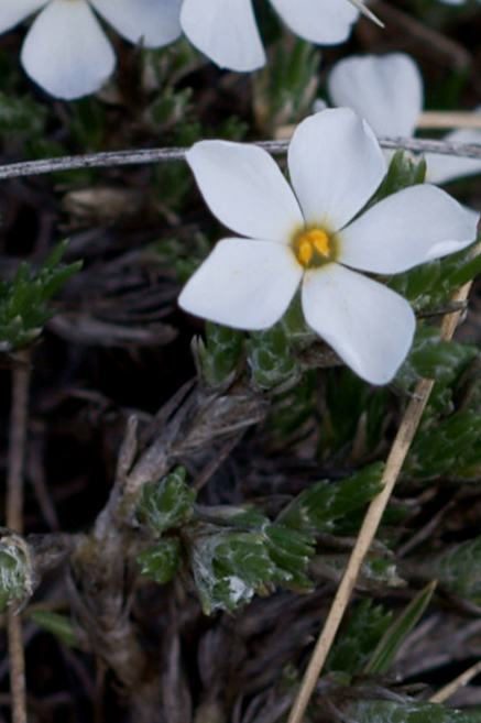 Phlox hoodii (spiny phlox) (alternate view 7)