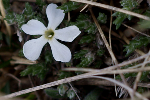 Phlox hoodii (spiny phlox) (alternate view 8)