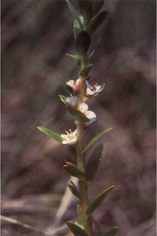 Lysimachia maritima (Sea Milkwort)