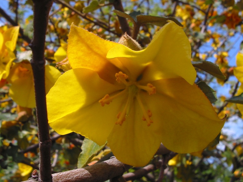 Fremontodendron californicum (California flannelbush) (alternate view 9)